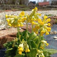 Visokostebelni jegljič